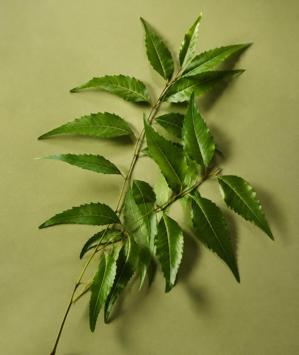 Neem